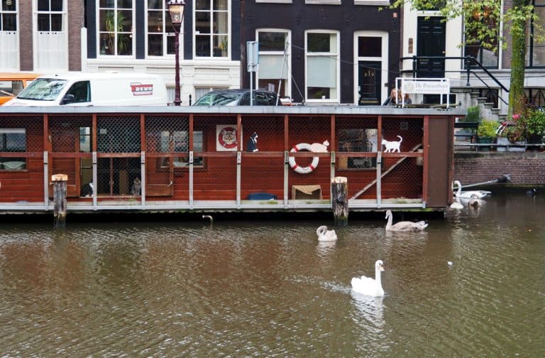Poezenboot Amsterdam's Unique Floating Cat Sanctuary