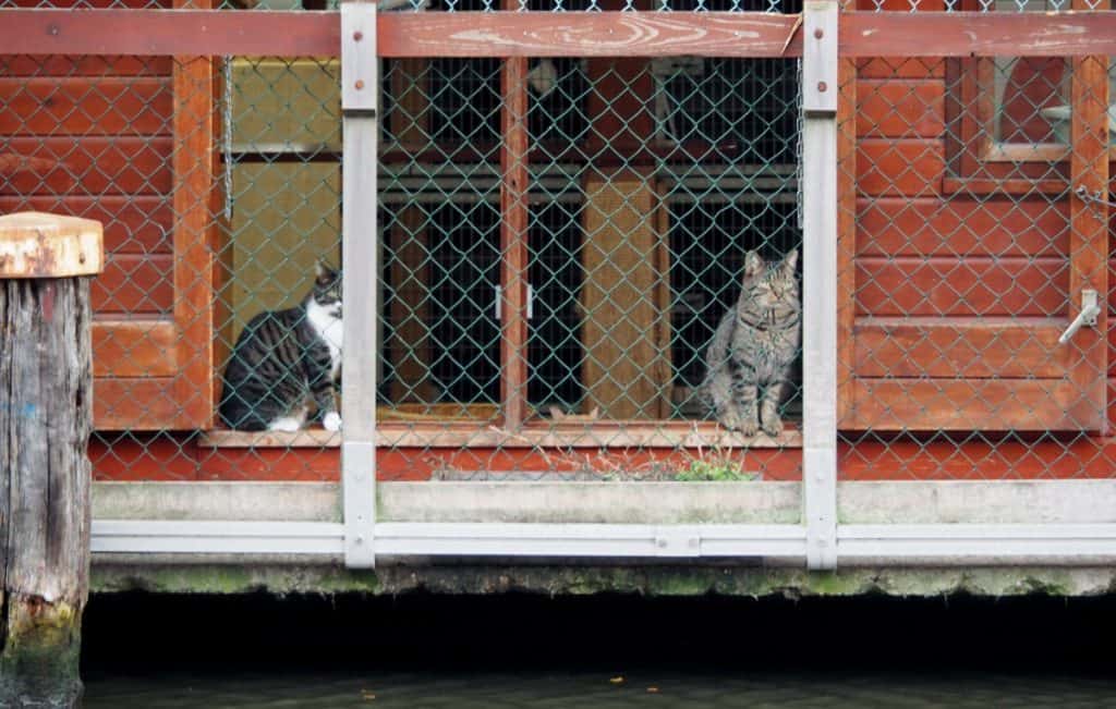 cats staring from the window of the catboat