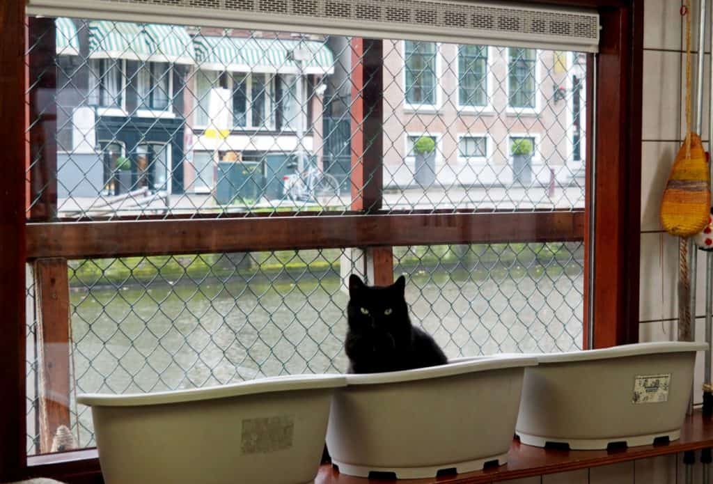 black cat in the Catboat 