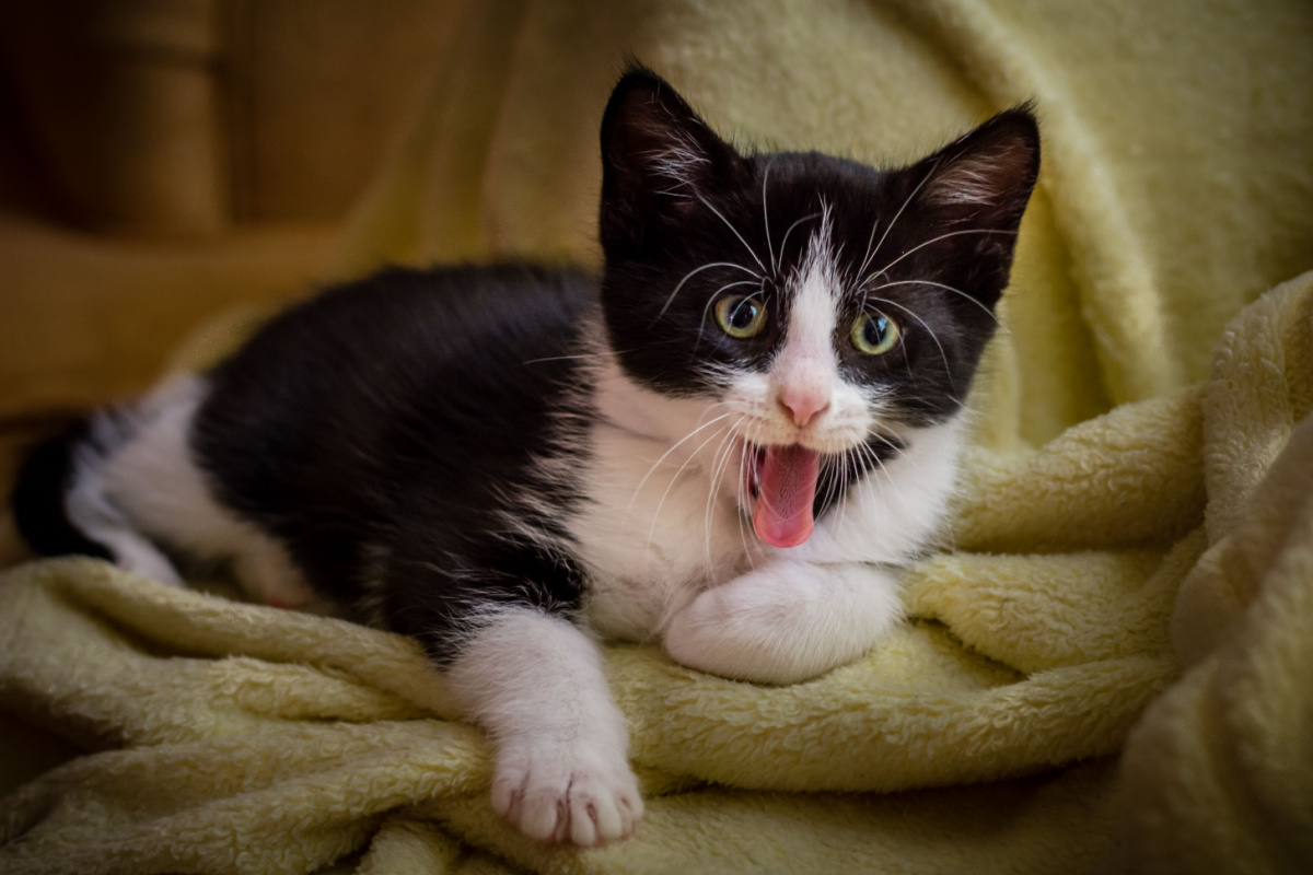 tuxedo kitten happily showing his tongue