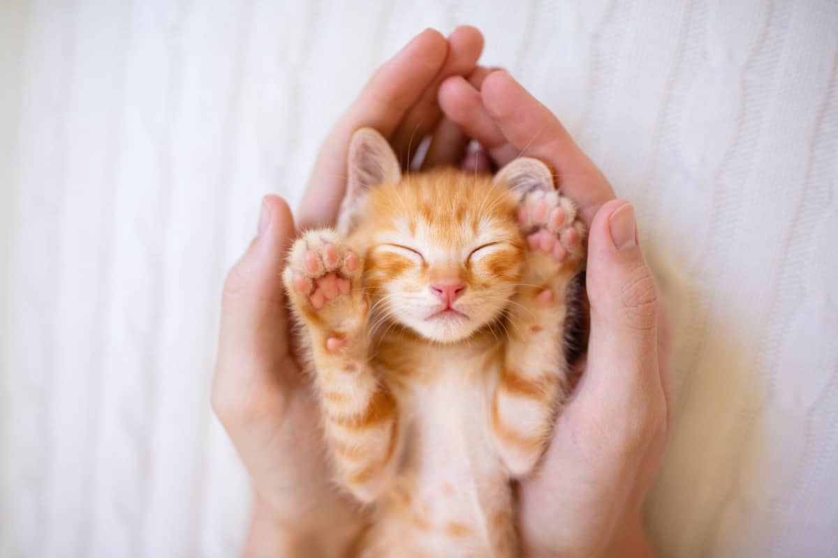 Kitten sleeping in man hands