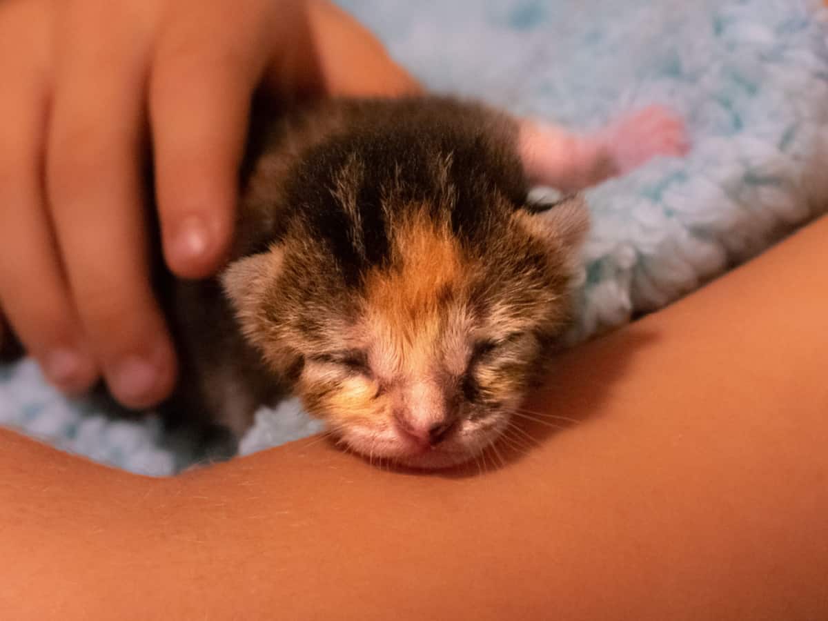 Cuddling with a newborn calico kitten