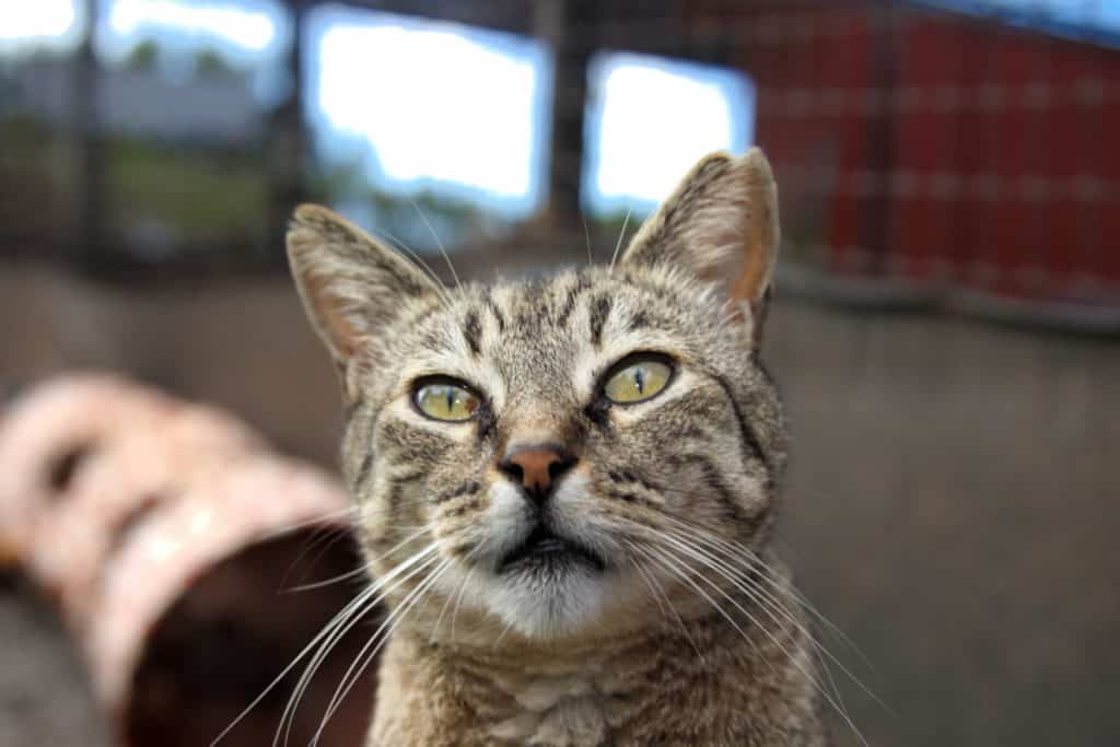 close up photo of a cat from Lanai Cat sanctuary
