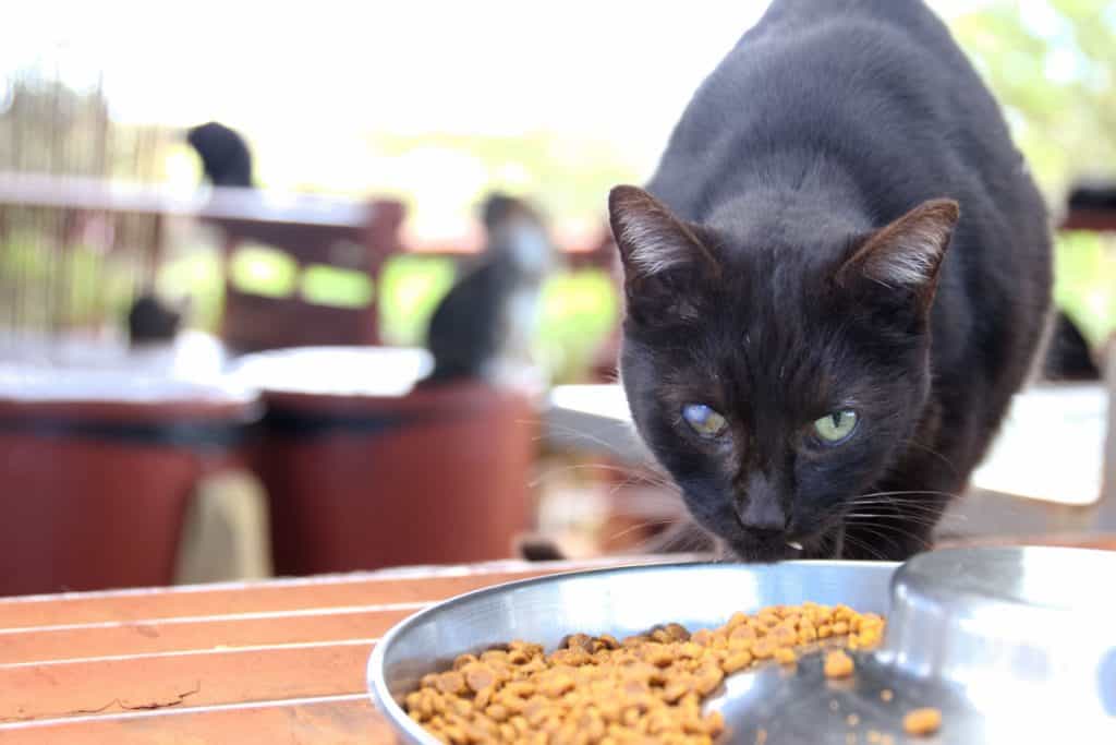 Cat giving stare as it chows down food at sanctuary.
