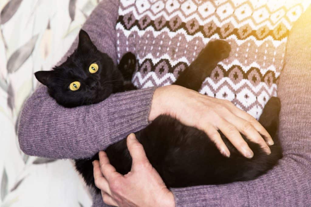 black cat with yellow eyes on owner hands