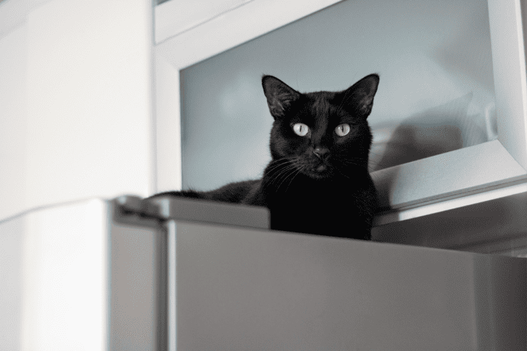 Black cat sitting up high on top of the refrigerator