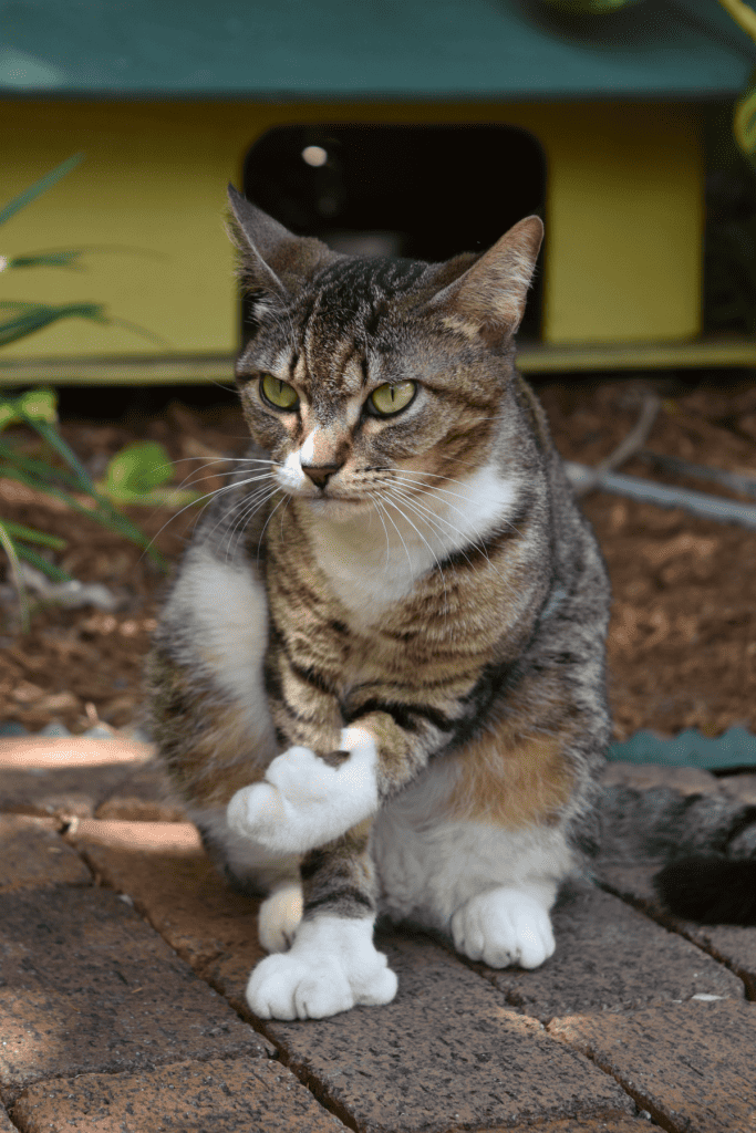 Polydactyl (six-toed) cat with one toe pointing at the garden, a deep look anda a strong attitude. One of the legendary cats at Ernest Hemingway house and museum in Key West Florida.
