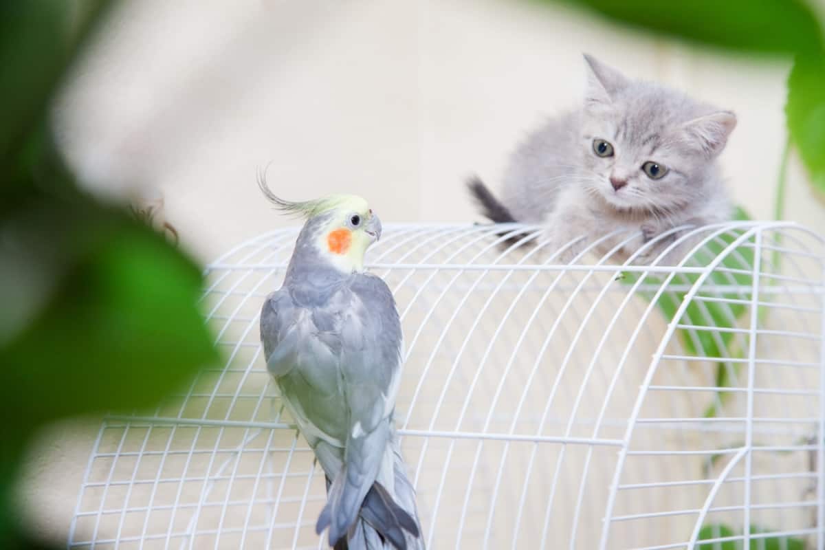 kitten and parrot on cage