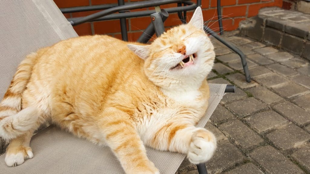 Ginger cat lying on the chair in backyard and smiling.