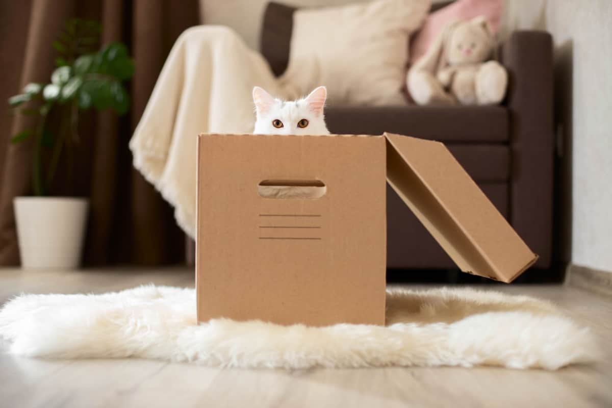 white cat inside the box