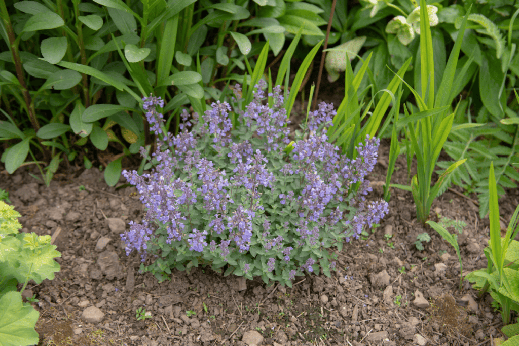 Spring Flowering Bright Purple Flowers on a Catmint or Catnip Plant (Nepeta 'Six Hills Giant') Growing in a Herbaceous Border in a Country Cottage Garden 
