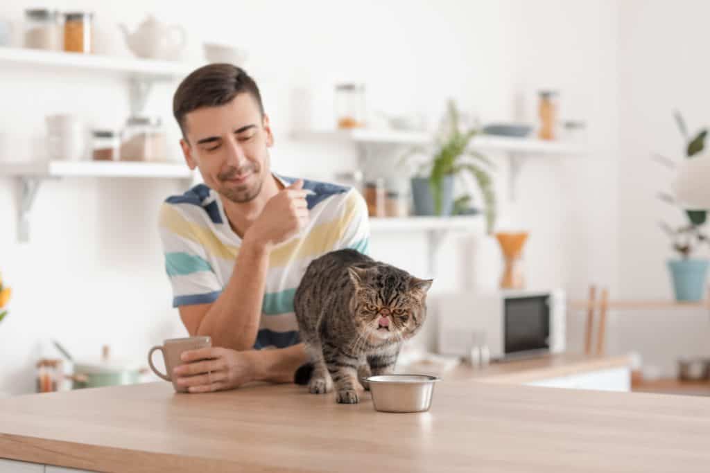 man and cute cat eating from bowl in kitchen