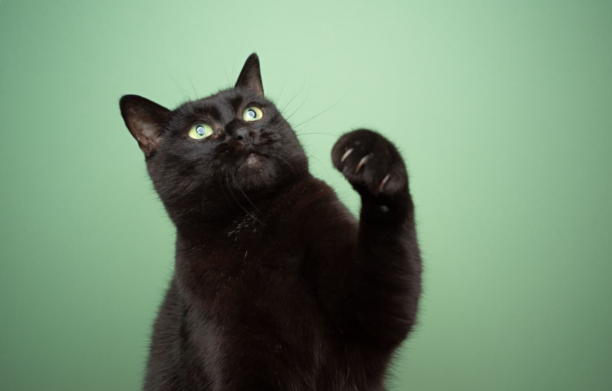 black cat on green background reaching up raising paw