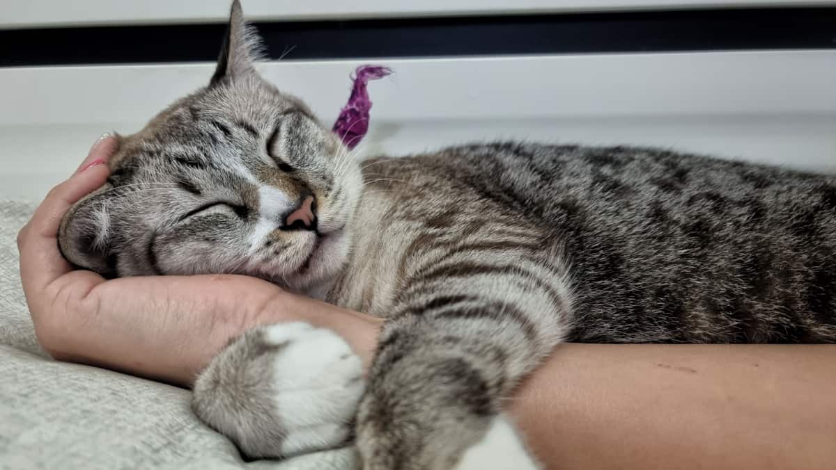 Close up cat's face who sleeping on owner's hand