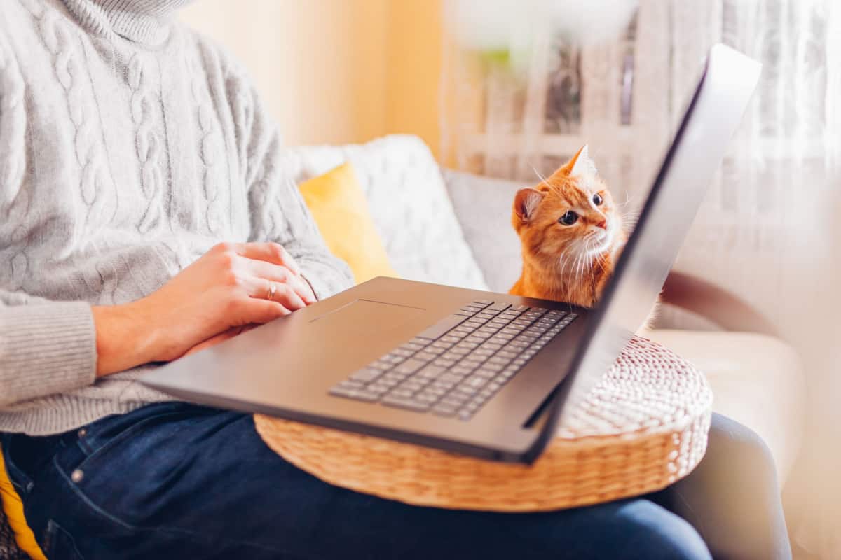 Curious ginger cat looking at screen of laptop