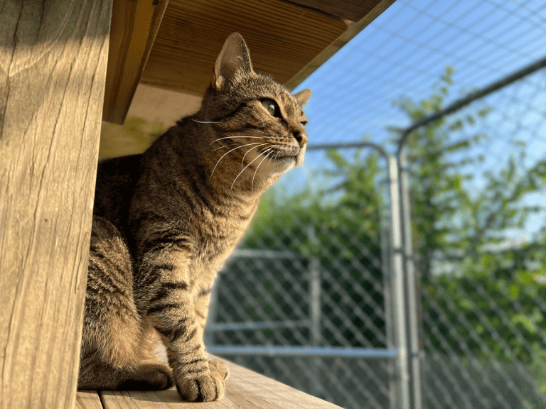 Low view of short haired domestic cat sitting outside in fenced feline enclosure looking at morning sun at a cat boarding facility