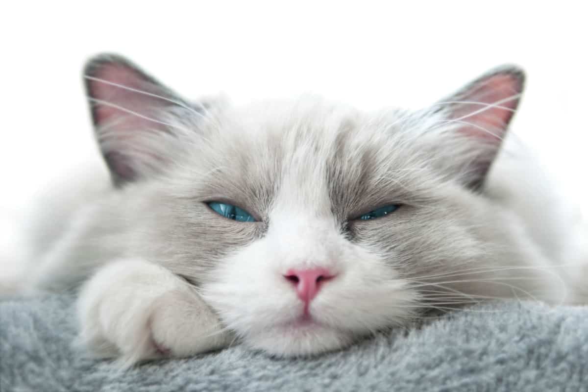 White Ragdoll Cat with squinted eyes. Close up