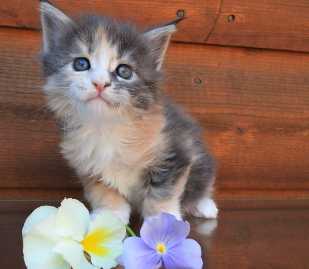 kitten on a glass table with flowers 
