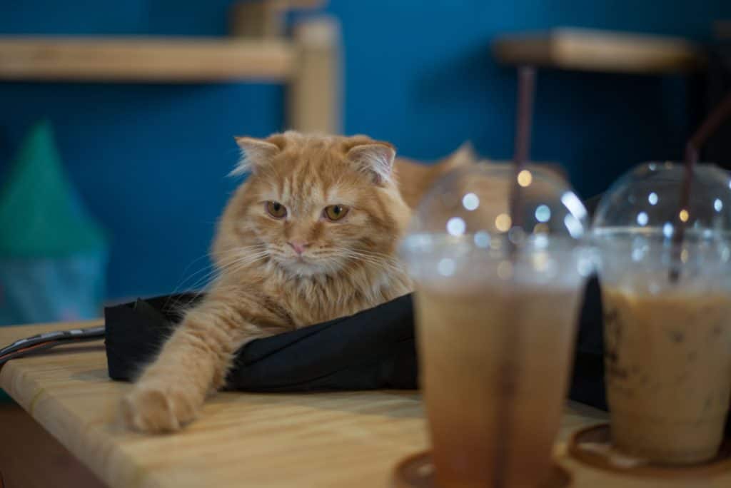 cat town cafe in oakland - a cat with coffees