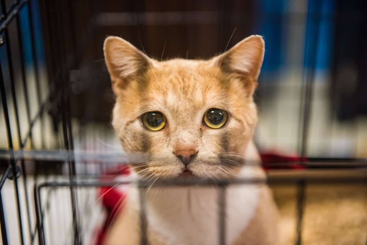  sad cat portrait with big eyes in cage waiting for adoption
