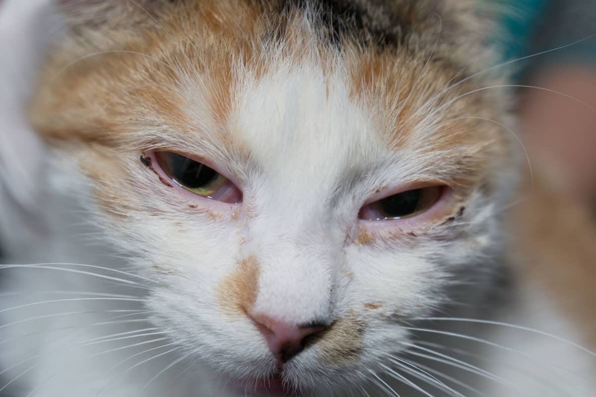 cat with swollen eyes feline herpes virus