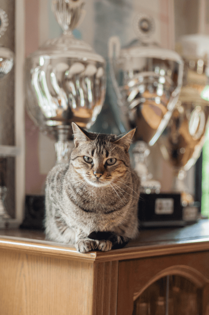 cat sitting near a trophy