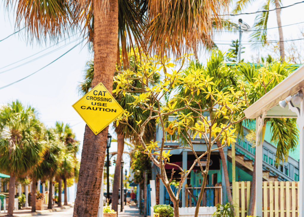 Key West, USA cat crossing yellow street sign in Florida city island on travel, sunny day, residential neighborhood and houses