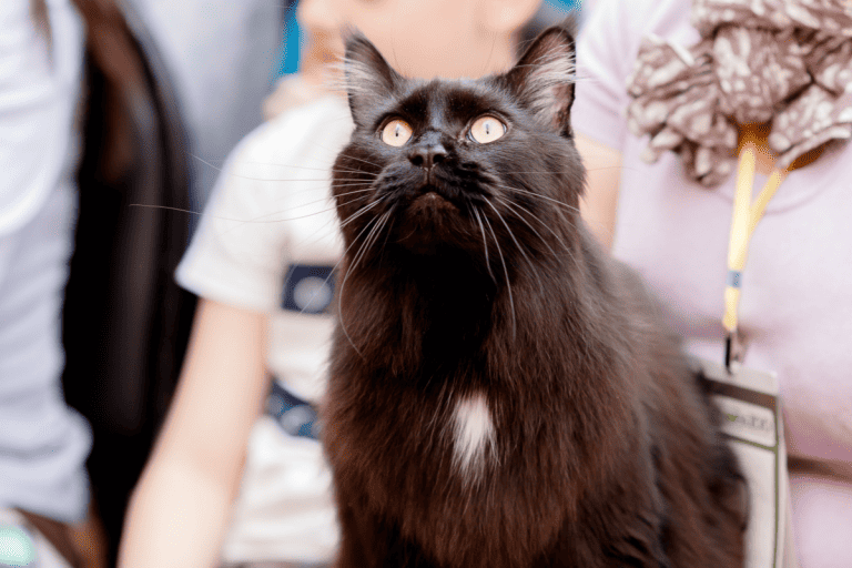 Dark Colored Maine Coon cat at a cat expo