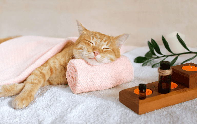 A very relaxed cat in a funny picture representing relaxing your cat before giving your cat a bath.