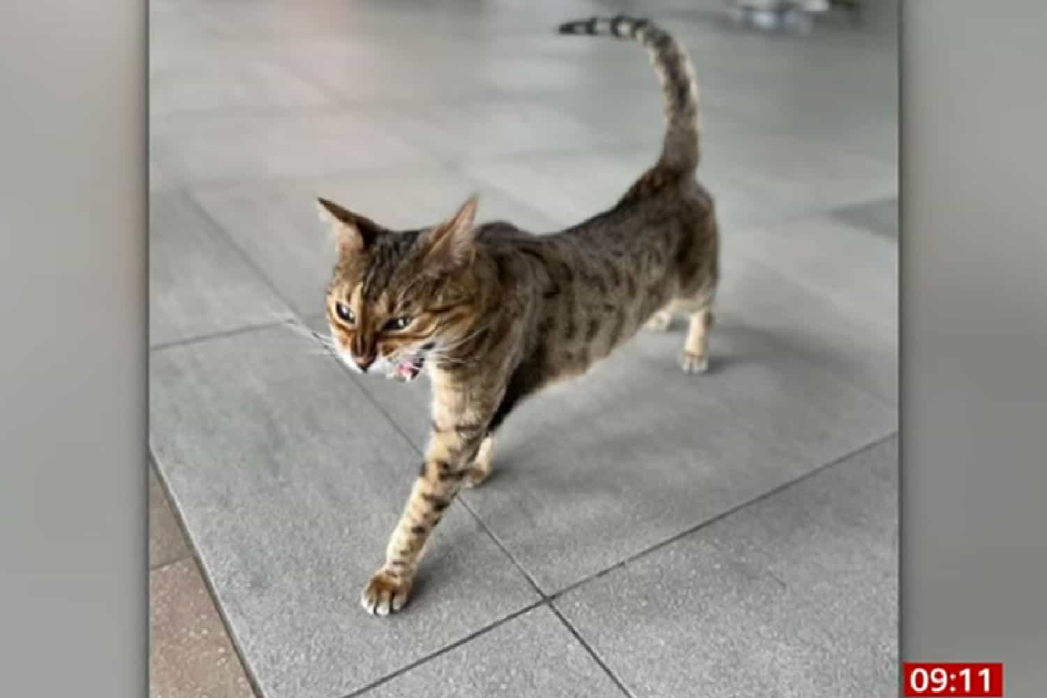 A cat stretching his body 