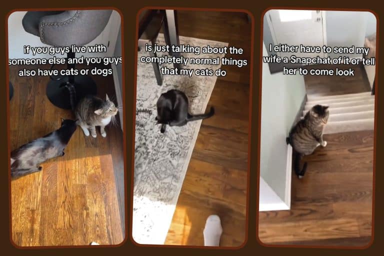 A Couple's Daily Chat About Their Cats Goes Viral on TikTok