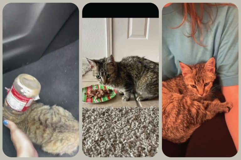 A Jar, A Cat, and A Hero: The TikTok Rescue Story Of Peanut Butter