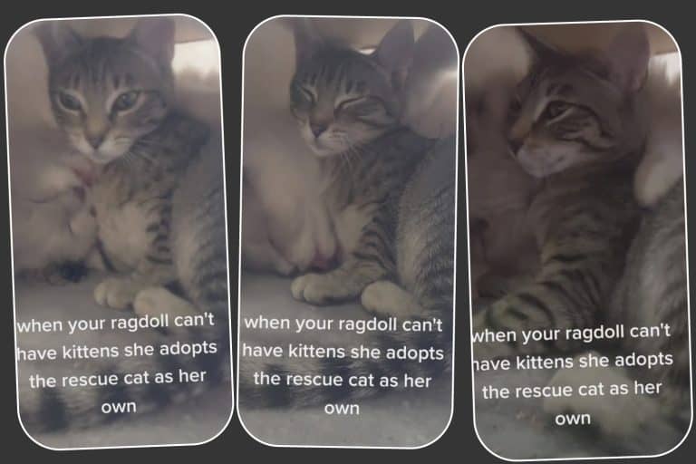 A Ragdoll Cat's Adorable Adoption Of A Tabby