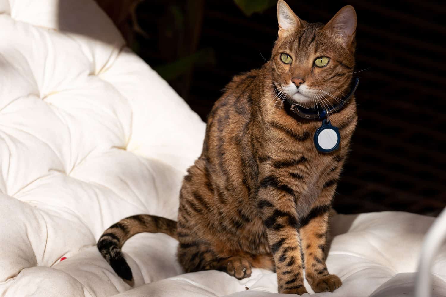 A brown cat wearing a tracker