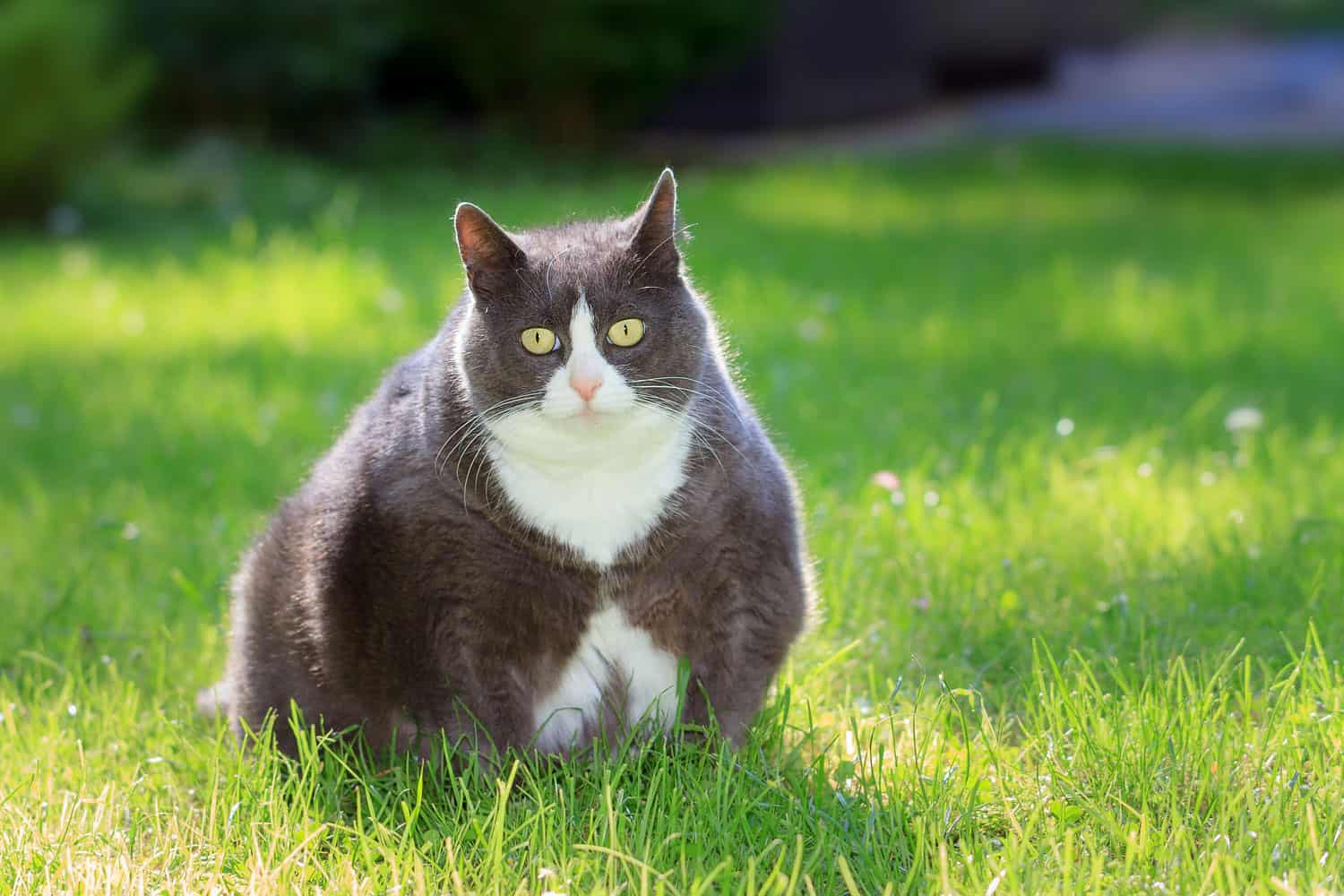 A fat tuxedo cat taking a dump on the backyard