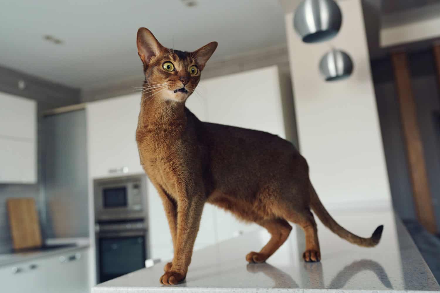 Abyssinian cat wagging it tail down