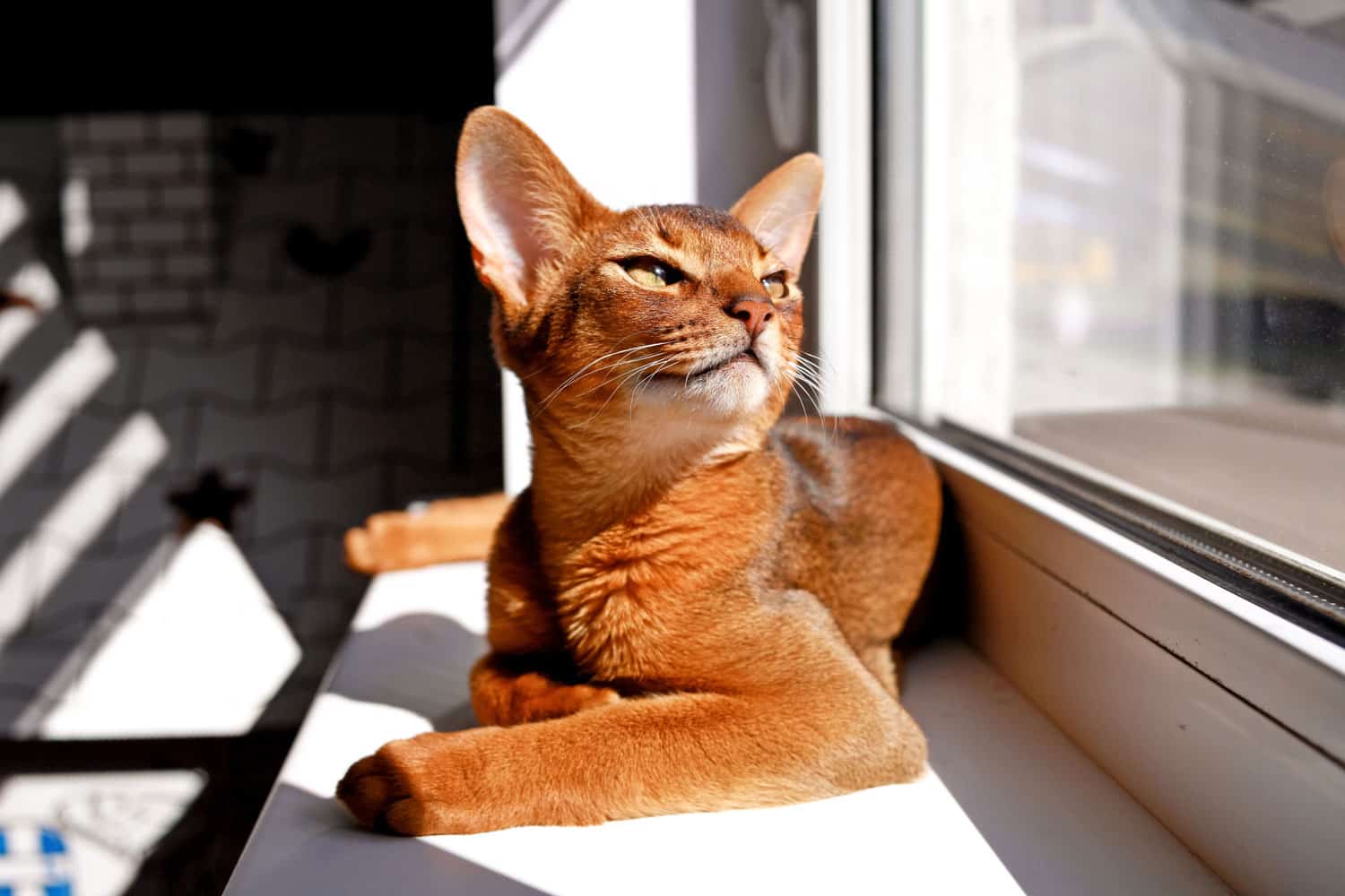 Abyssinian cat lying on the window sill