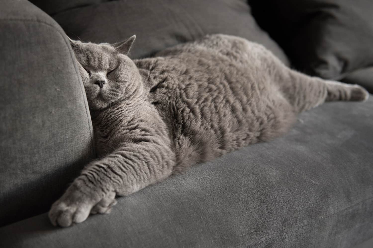 British Shorthair cat sleeping on the sofa