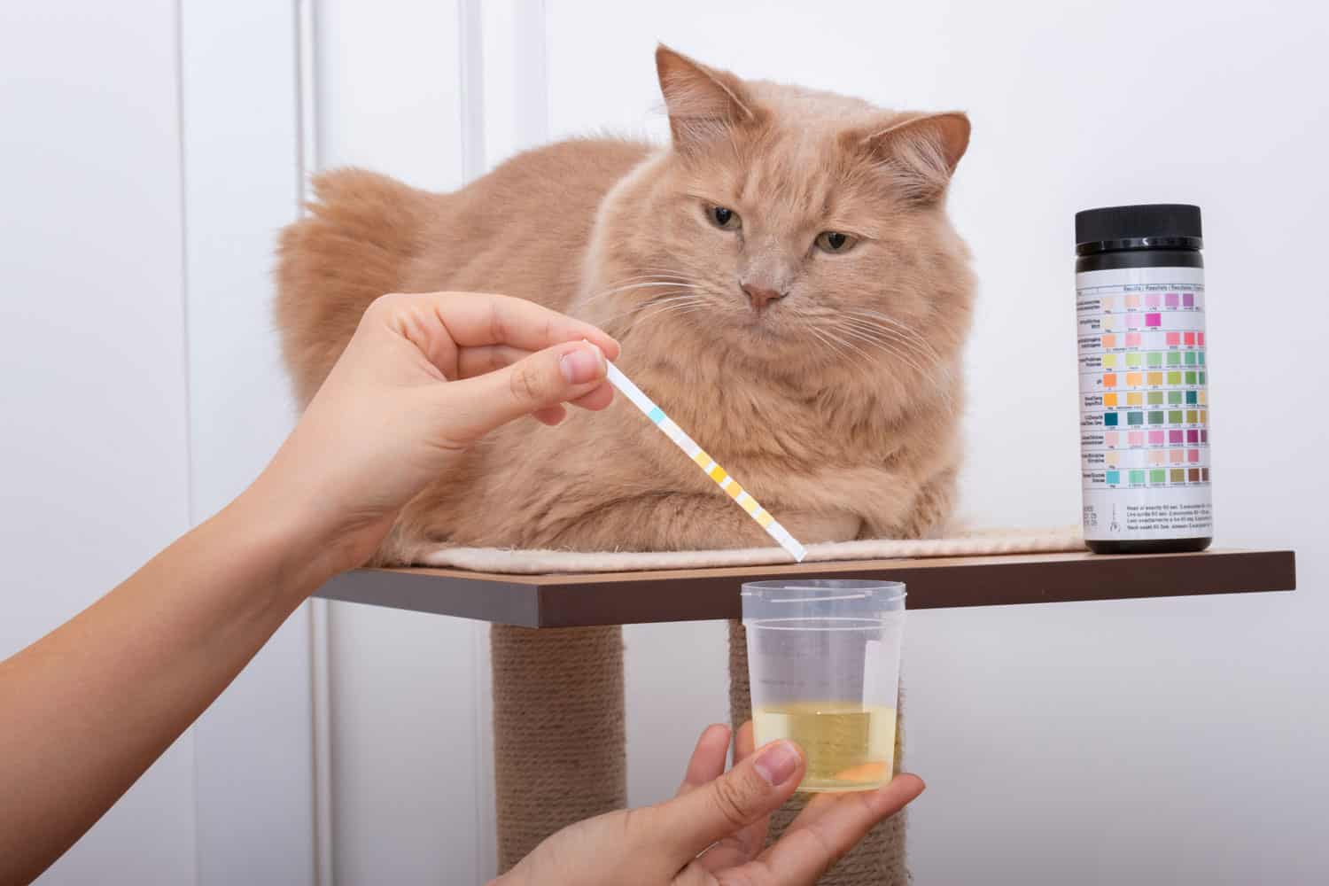 Cat owner getting urine sample from her cat