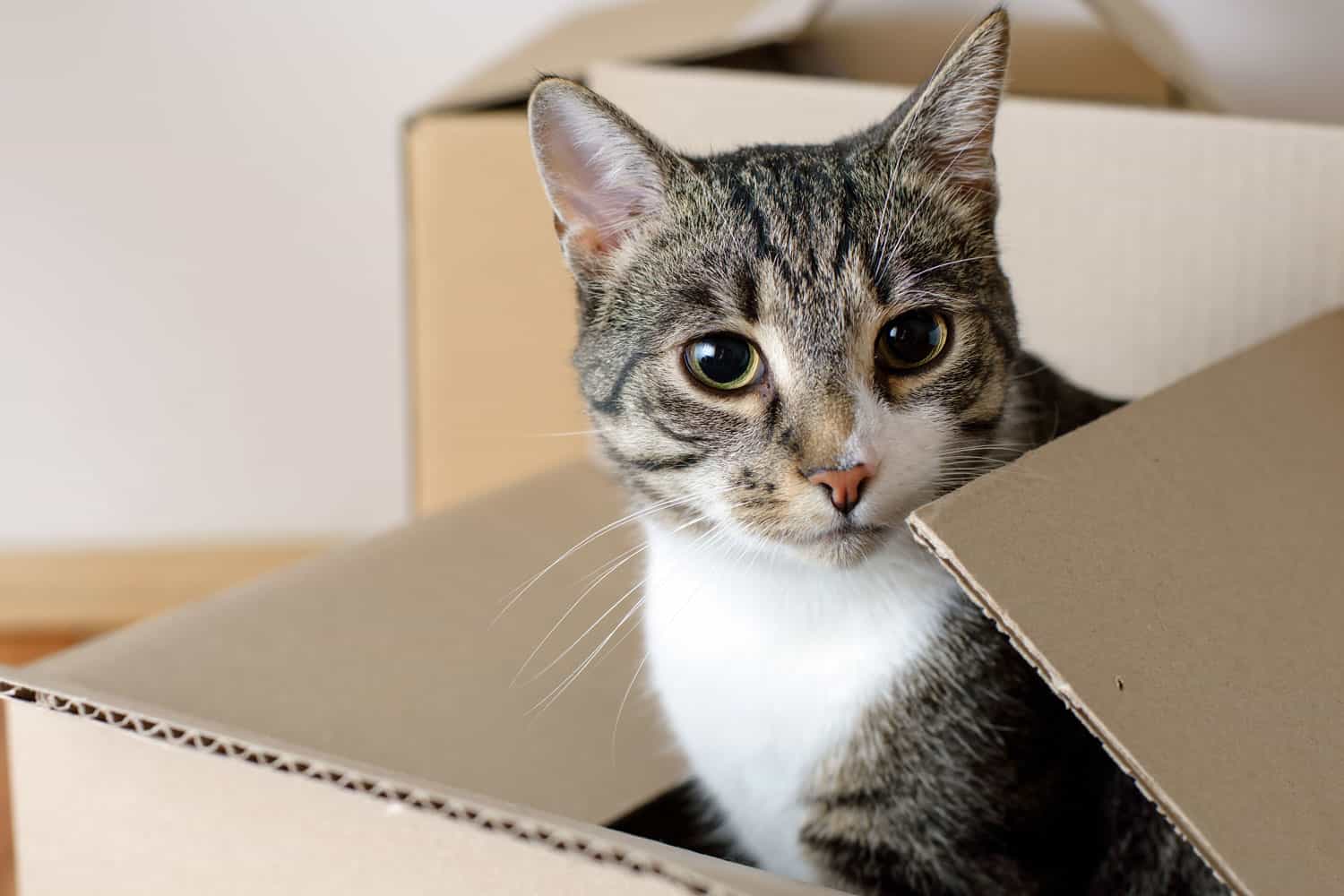Cat popping out of a cardboard box