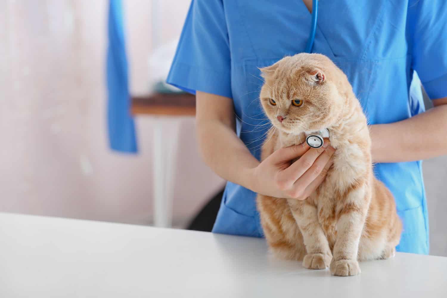 Cat getting care from the vet
