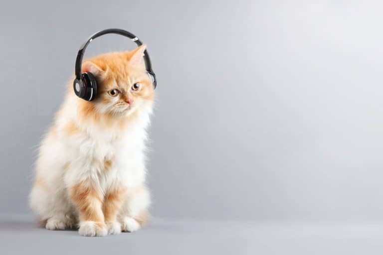 Cute persian cat listening to music, Do Cats Like Music?