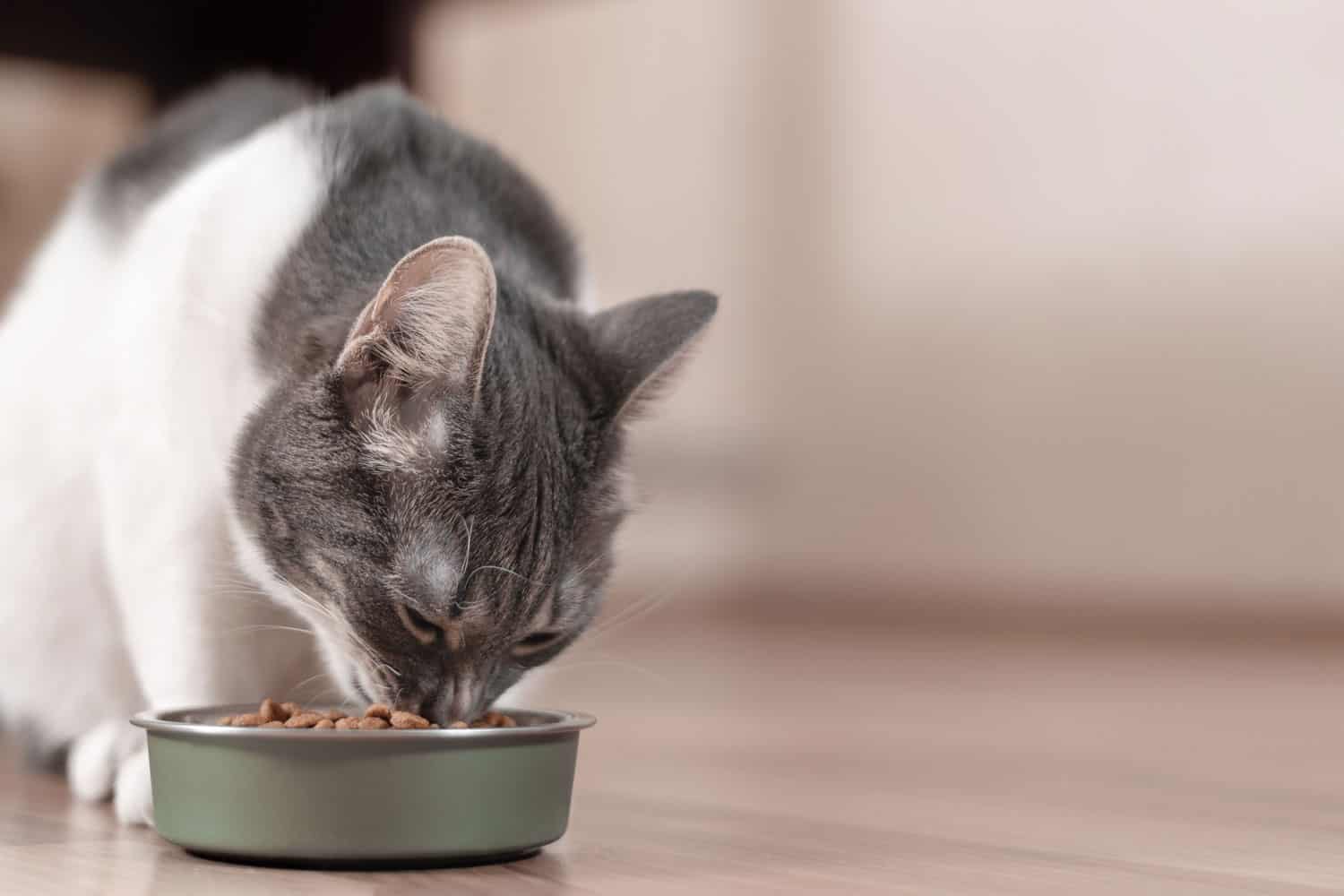 Cat eating kibbles from bowl