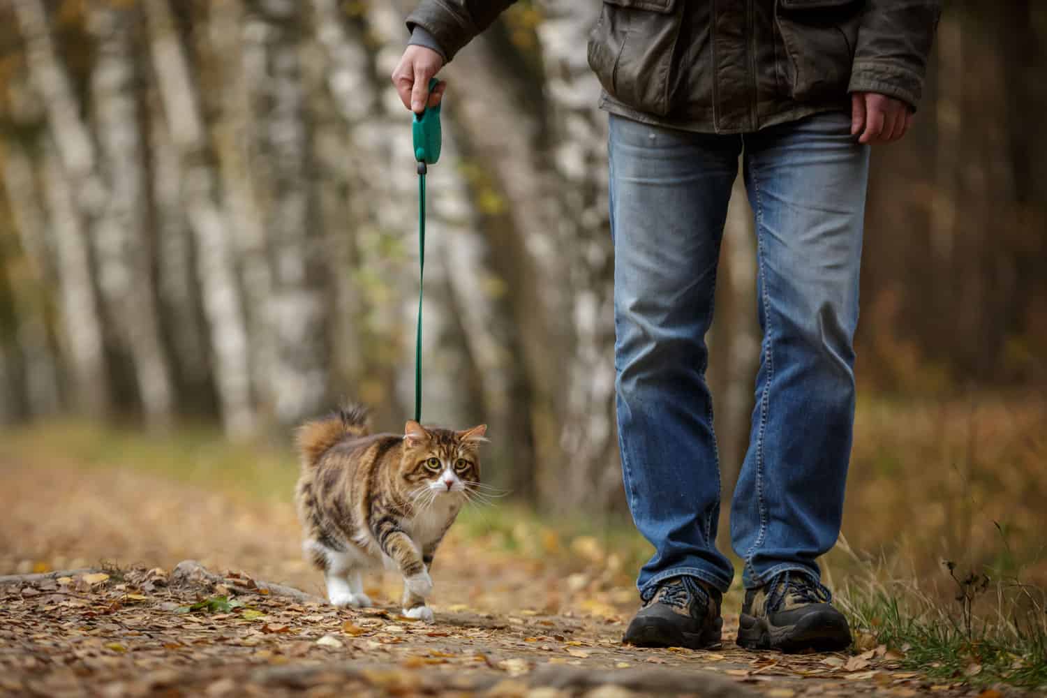 owner walking his cat