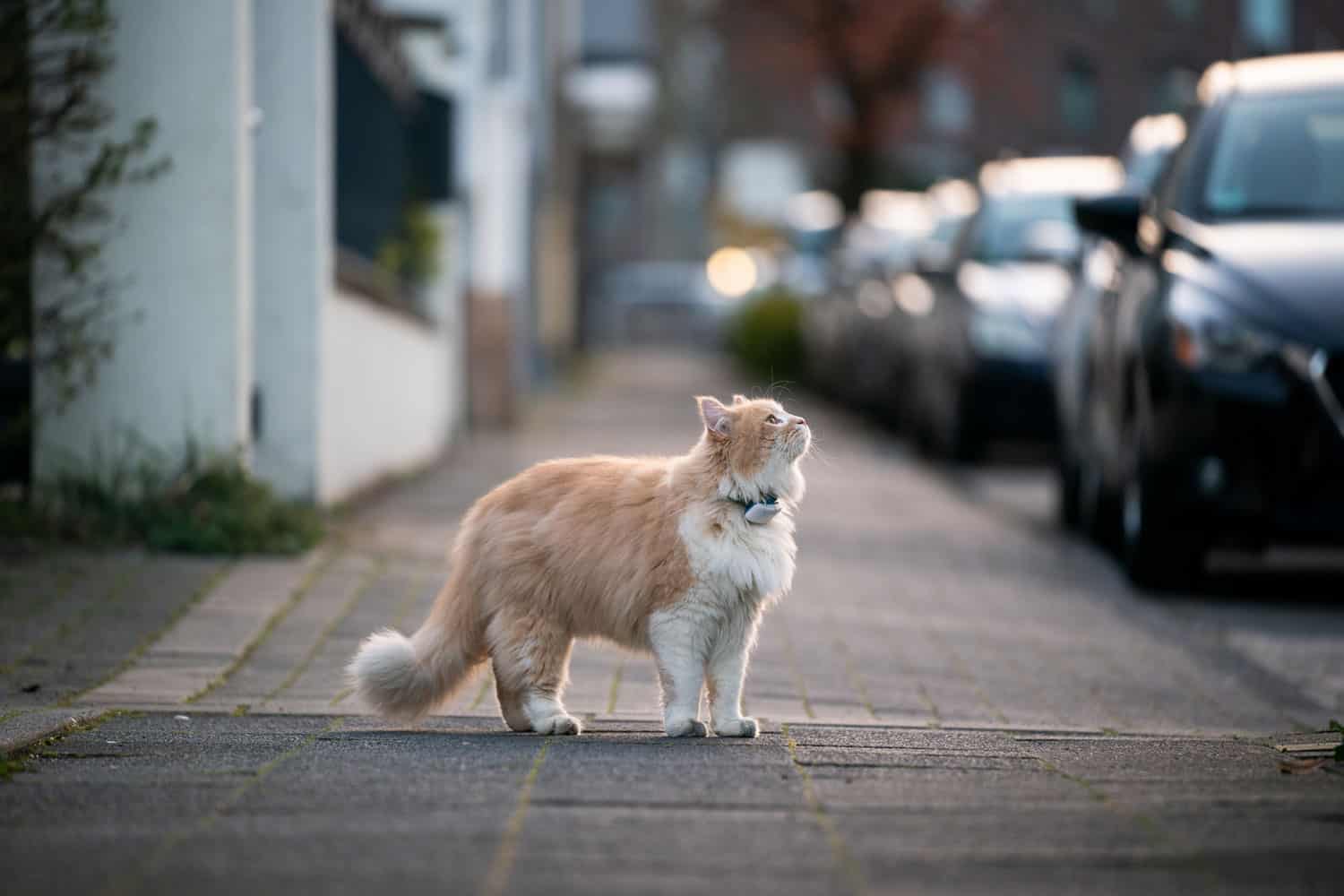 Fluffy ginger cat walking in the streets