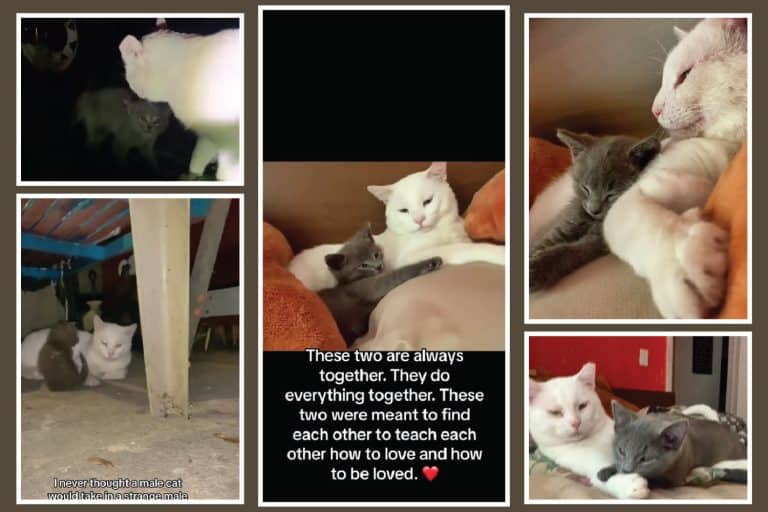 Friendship and Love Through Universal Cat Distribution System