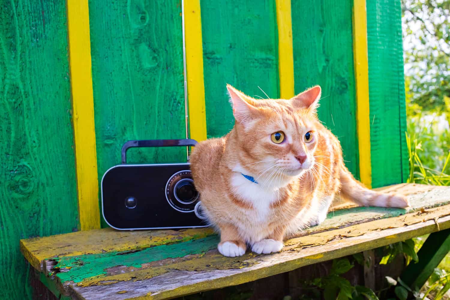 Ginger cat listening to music