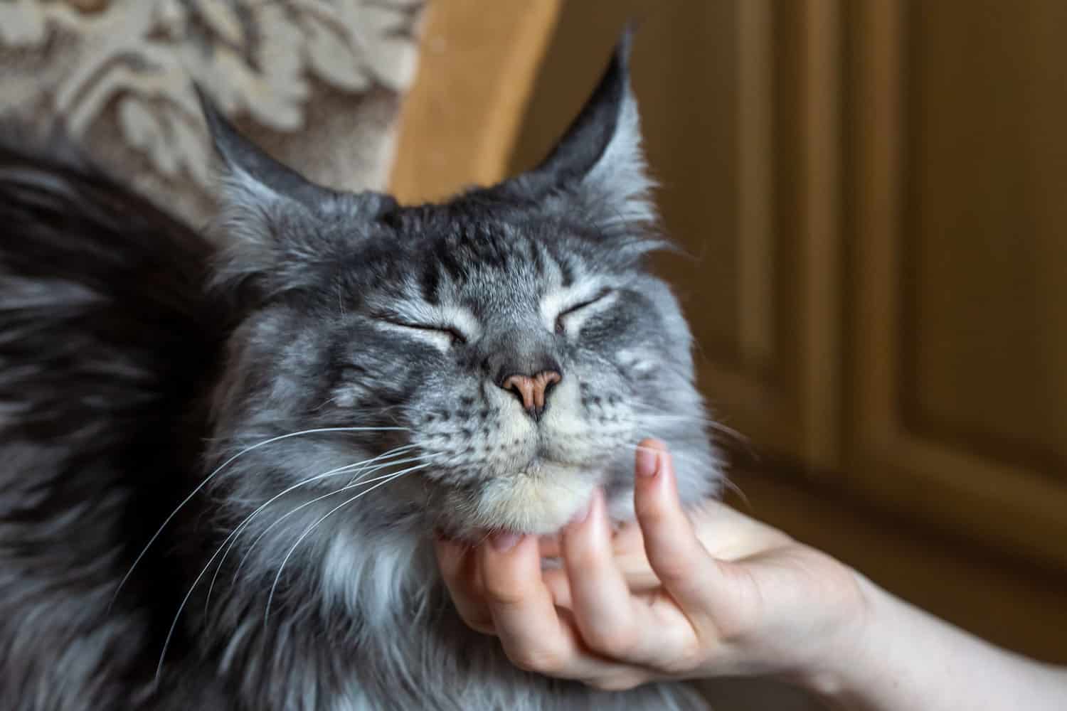 Maine coon cat getting scratches from his owner