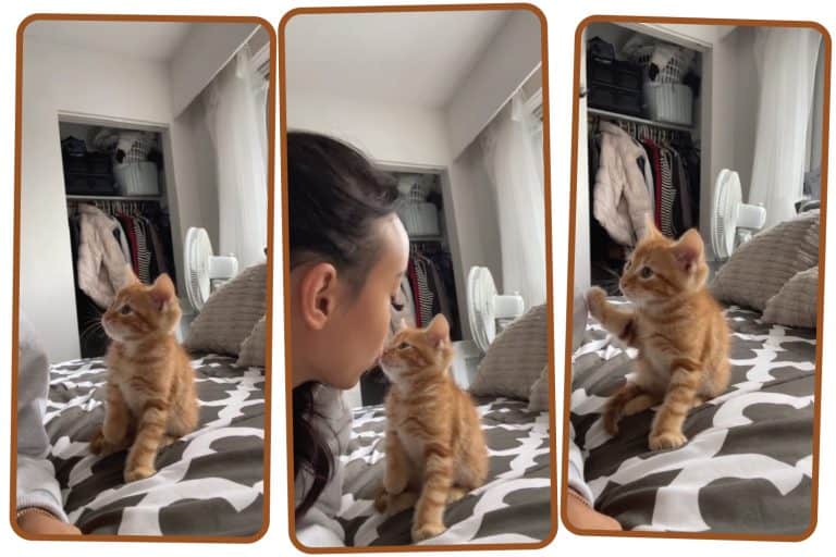 Just One More Kiss: An Adorable Tale of Kitten's Affection