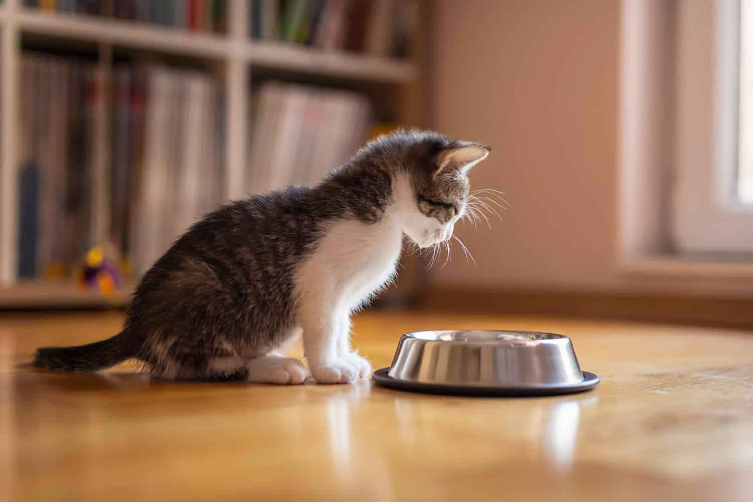 Kitten eating bowl of kibbles